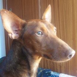 adopta_urgente's profile picture. Difusion de casos urgentes para adoptar en la protectora Nueva Vida. Un RT tuyo puede salvar una vida