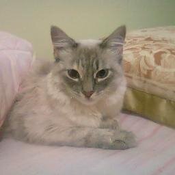 SalahStaify's profile picture. 