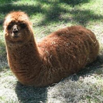 じわじわくる動物画像bot Animalziwaziwa Twitter じわじわくる動物画像bot Animalziwaziwa Twitter