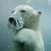 Kodiak (@kodiakours) Twitter profile photo
