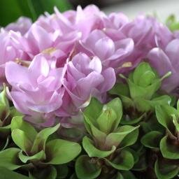 shirakoengei's profile picture. 球根を中心にした、花卉園芸の農業生産法人を経営しております。