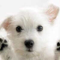 🌽AllAmericanWesties🌽🐶🐾🇺🇸✈️☘️(@GotWesties) 's Twitter Profile Photo