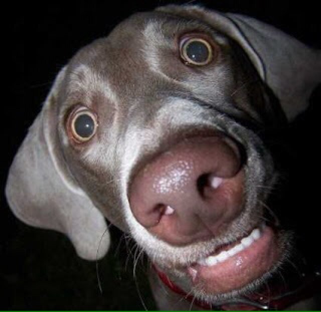 biasiolo_fausto's profile picture. 