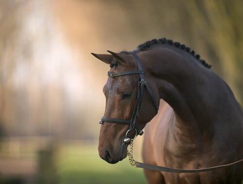 Hoofdeheerder: Lisa ( @LisavL_X )