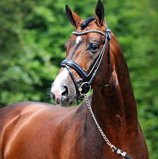 Chablis is een goedgekeurde 5-jarige  KWPN hengst (Upperville X Zep) en via twitter kun je de laatste nieuwtjes, uitslagen en foto's volgen.
