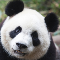 LPES (@lpes_smcps) 's Twitter Profile Photo