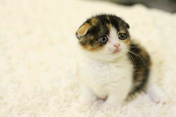 ลูกแมวตัวน้อยขี้เซา-'w'- หลับได้บนตักทุกคน~ จริงๆเค้าเป็นพันธุ์ครึ่งคนครึ่งแมวนะ(?)
~*w*