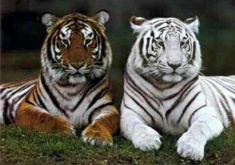 Fotos de los animales mas cute! Sigueme y te sigo.Envianos fotos de vuestras mascotas y les damos Rt