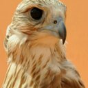 البواردي (@019Alanood) Twitter