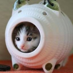 面白ねこ画像・可愛い胸キュンねこ画像をつぶやくにゃฅ(●´ω`●)ฅフォローよろしくお願いしますにゃฅ⊱*•ω•*⊰ฅ
