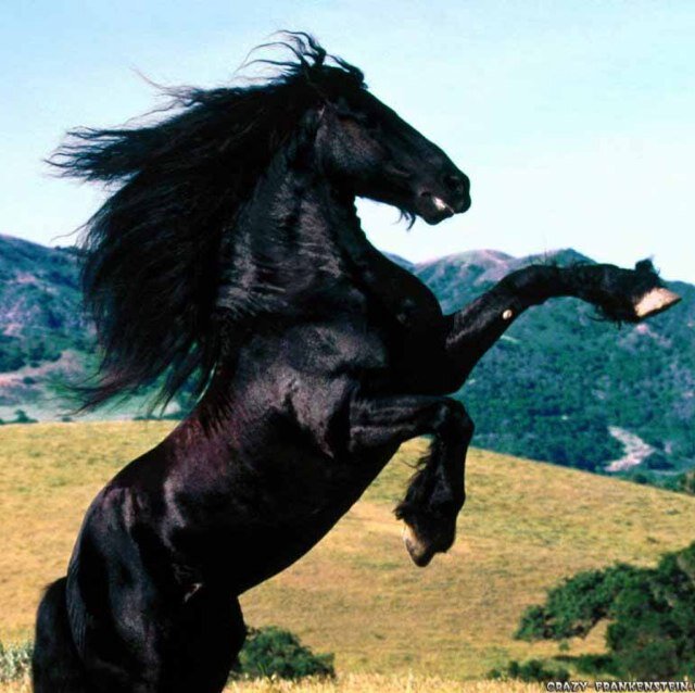 My name is minda. I am a beautiful horse. I am @convoymedic's horse #female