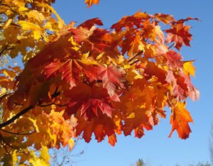 El maravilloso mundo de los arces
world of maples nuevo canal en youtube