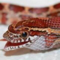 reptilelandTR's profile picture. http://t.co/S2ajys4TG5