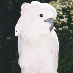 a scribe of melodie & rhyme. Sometimes the parrot tweets.