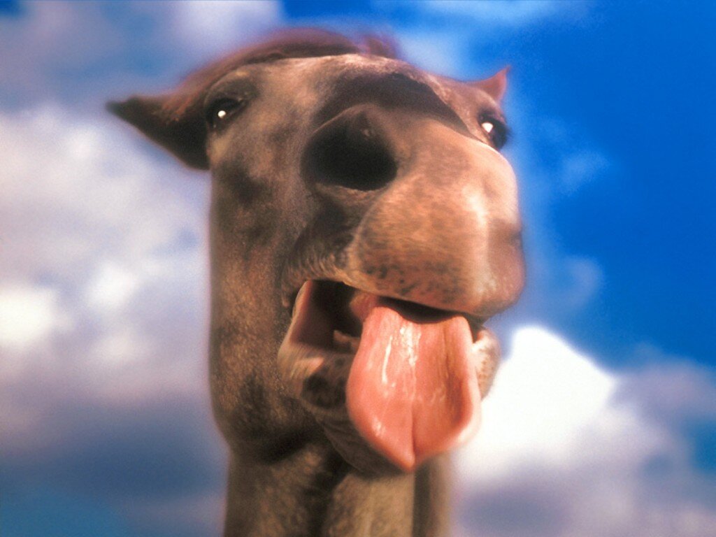 Chameau Pas Beau Chameaupasbeau1 Twitter Chameau Pas Beau Chameaupasbeau1 Twitter