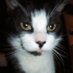 Normskicat (@normskicat) Twitter profile photo