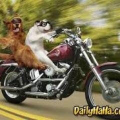 estudiante de 1° de Bachiller, aficionado a las motos ,coches y animales ¿que mas se puede decir? Ct