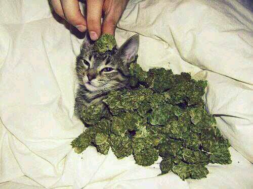 strictly Kush thats it! this #stonernation so idgaf what u think about my Mary #smokeeveryday #stayhigh