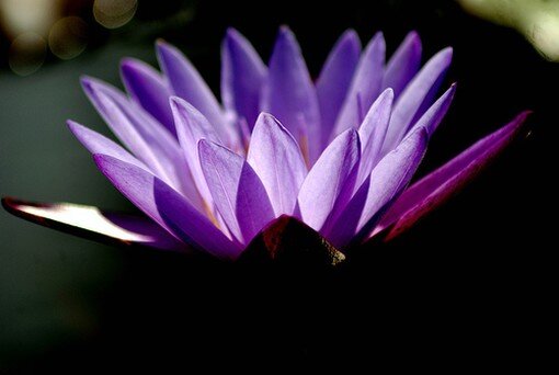 Dreamer, Yogi, Holistic Occupational Therapist and believer that all is possible. Founder of Integrative Occupational Therapy and Wellness, L.L.C.