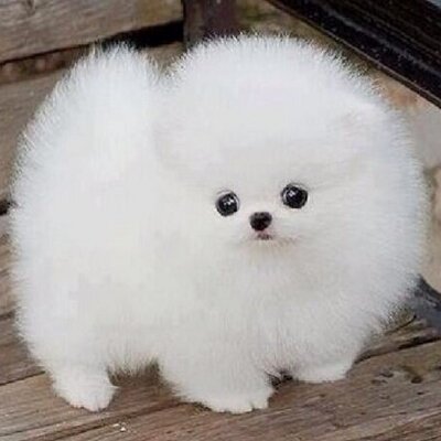 Ice white hot sale pomeranian