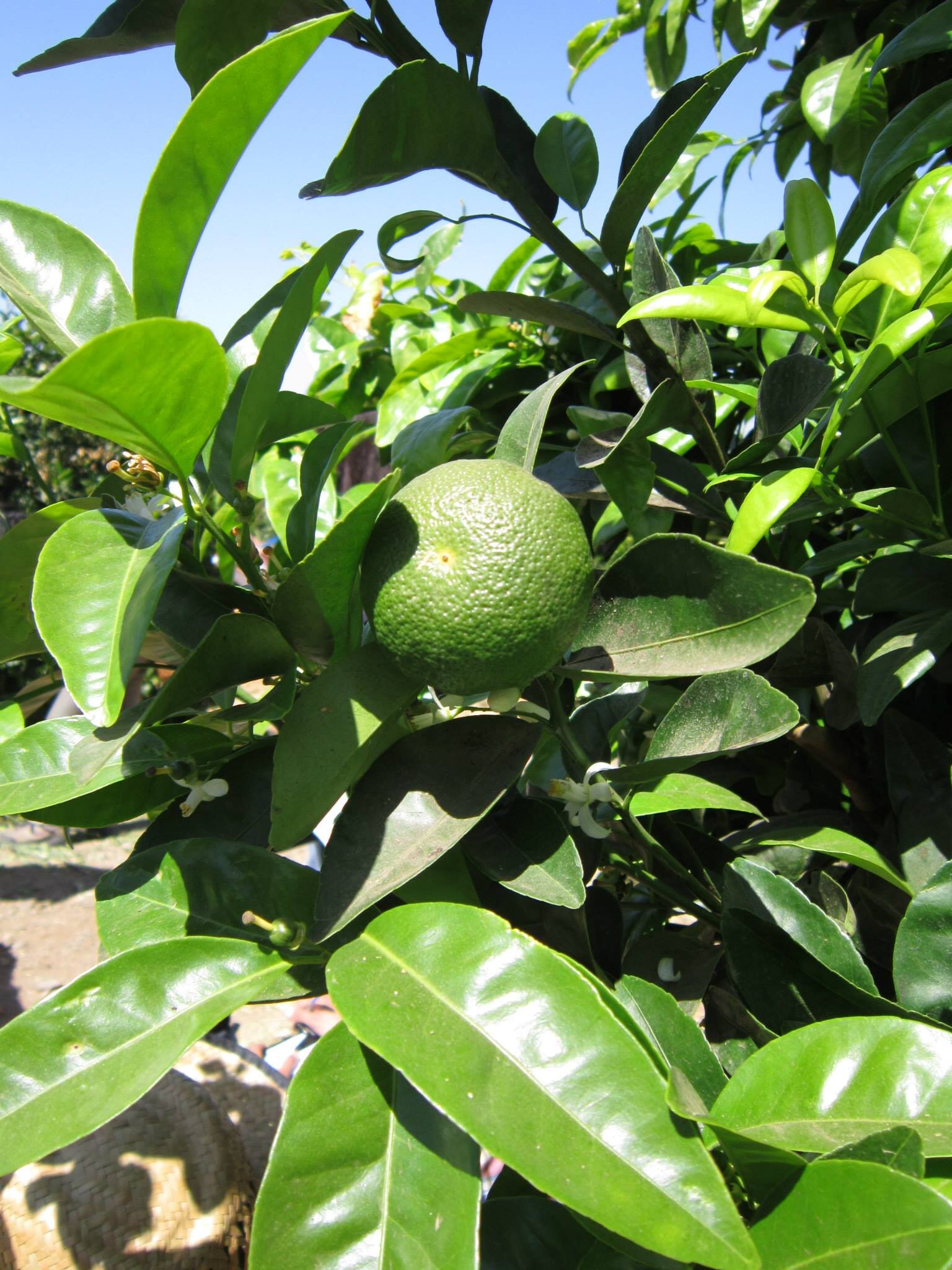 Brindamos asesoría en manejos de diversos cultivos frutales: palto, chirimoyo, granadilla, maracuyá, cítricos, manzano, peral, duraznero y uva de mesa.