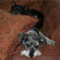 Debra Neiman (@crystalbluert) 's Twitter Profile
