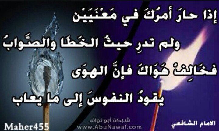‏‏(كالطير تسمو الروح للعلياء. وتعشق النقاء كما الوردة البيضاء !)