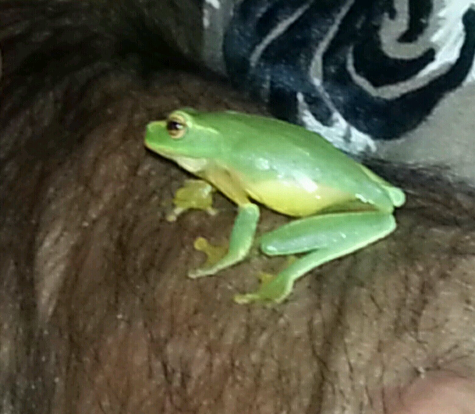 SaSayedesmonica's profile picture. 