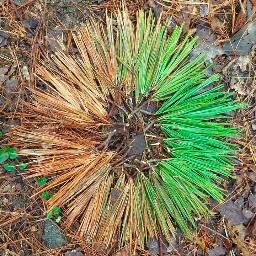 GHSSrProjs's profile picture. Not a bad place to get the low down on GHS Senior Projects.