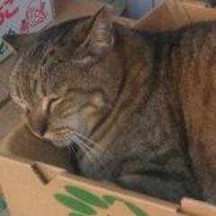 ねとらぼ編集部員です。よろしくお願いします。