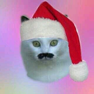 free follow @XIlOvE1DX24.