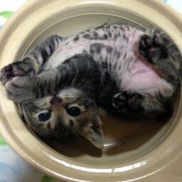 神社猫 静岡県三島市から子猫3匹里親募集中 関東 東海エリアならお届けにあがります 白黒ツートンカラーの男の子です ピンクのお鼻がチャームポイント Http T Co Sarocbo0ve 里親募集 猫 拡散希望 Http T Co Oxsvfb2kpg