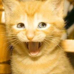 PesraArsep's profile picture. something builder, subject expert, nondescript fan, clone.