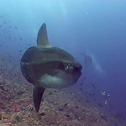We know underwater Bali like the back of our hand. Nusa Penida is our backyard... And Tulamben is our Playground.. ~Never Dive Alone... Dive with Us~