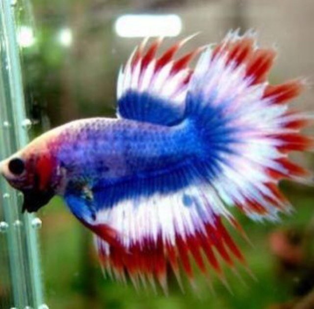 thaibuffala's profile picture. No-extrordinary Human Being