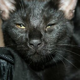 Hey cuz, you got a cat? Cause I feel somethin' licking me. // Random thoughts from the head of a sarcastic cat with a dirty mind.