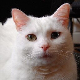 deafanimals's profile picture. 