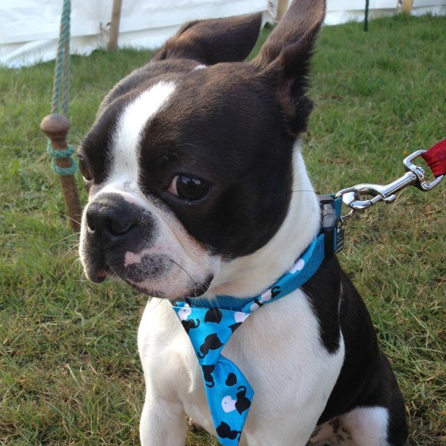 I'm Jax & a Boston Terrier living in the UK. I've got two bunny friends that keep me company and a butt that can empty a room in seconds :) My mam is @s4mm0