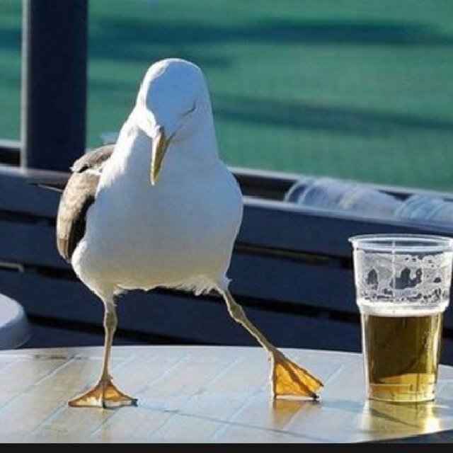 The names Larry, Larry the bird.