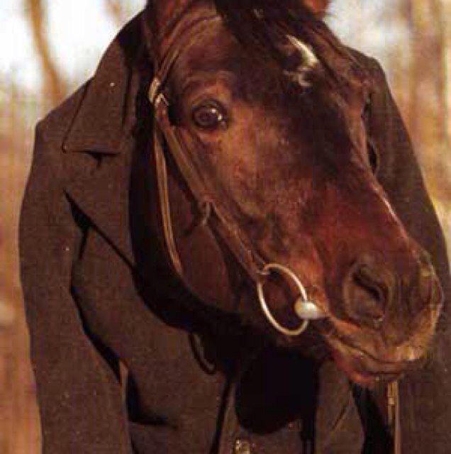 follow me voor de beste paarden tweets~leuke paardenfoto's~wedstrijden&&veel meer