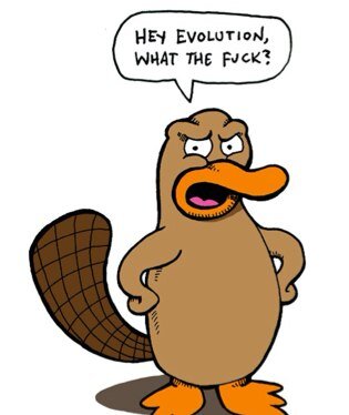 The most elegant platypus in new england -bill