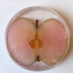 LabIncubator's profile picture. Pelling Lab Apple Incubator