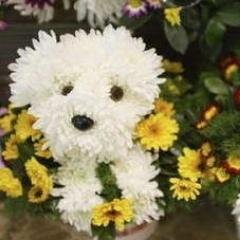 betul_bstp's profile picture. 