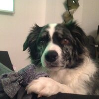 Lewis Mervin (@lew_mervin) 's Twitter Profile