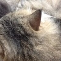 飴@取引専用 (@ojyarumaru666) 's Twitter Profile Photo 飴@取引専用 (@ojyarumaru666) 's Twitter Profile Photo