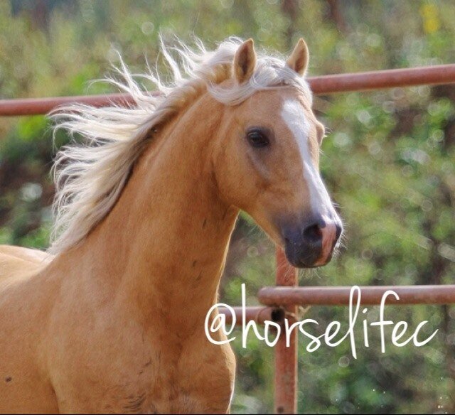 Horses are my whole life. Nothing can change that ! ♥
