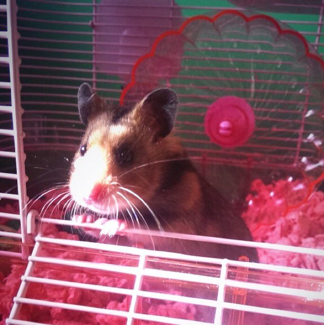 Just a little hamster tweeting my thoughts in 140 characters or less. | FOLLOW MY MAIN ACCOUNTS @Kloudyybabe | @T3chnocrat