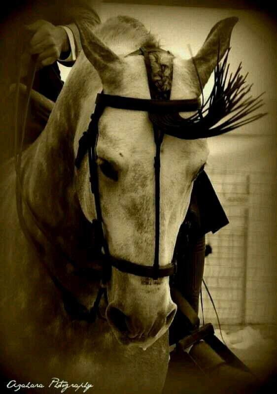 amante de los caballos y los toros