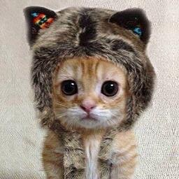 かわいい猫ちゃんの面白い写真やかわいい写真を紹介しています。ほかにも何かかわいい猫画像をみつけたら教えてね☆猫ちゃん画像の投稿も@にて、受付中だよ☆
相互フォロー100％　リフォロー100%