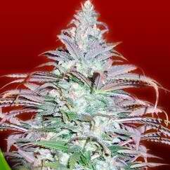 MJseedsCA's profile picture. Marijuana Seeds Canada has a wide selection of Cheap marijuana seeds that would provide you with the best quality that you want for a marijuana plant.